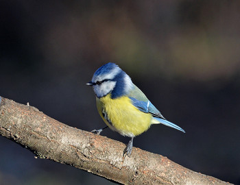 &nbsp; / зима, птицы