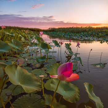 Лотосовый рассвет / Волшебство летнего утра в царстве лотоса. 
Фото-проект "Дельта Волги».
Астраханская область. Августа, 2019 год. 
Приглашаю в индивидуальный фототур на цветение лотоса в Астраханском заповеднике. Подробности здесь: https://vk.com/topic-69994899_39799655 (контакт) и https://web.facebook.com/notes/фотохудожник-фёдор-лашков/цветение-лотосов-в-заповеднике/2273697709556526/ (фейсбук).