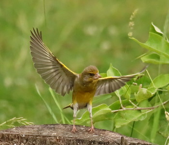 Дирижер / Зеленушка