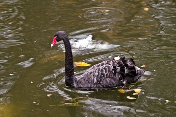 черный лебедь / На пруду в Софиевке