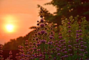 &nbsp; / Es war ein fantastischer Sonnenuntergang im Sommer und ich hatte diese schönen lilanen Blüten im Visier