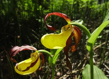 Венерин башмачок. / Венерин башмачок(Cypripedium calceolus). Фото сделано на одном из небольших островов Ордынского водохранилища. Растение занесено в Красную книгу и находится под охраной. О происхождении его названии, сложено много сказок и легенд. Одна из них гласит, что богиня любви Венера, заблудившись в лесу, потеряла в нем свой башмачок. Оставленная богиней туфелька превратилась в красивый, ярко-желтеющий цветок.