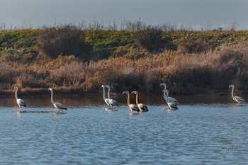 молодое племя / фламинго на озере