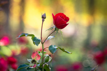 Rosa roja, no puede faltar en la carpeta de archivos. / Fotos de rosas esta es una de mis preferidas.