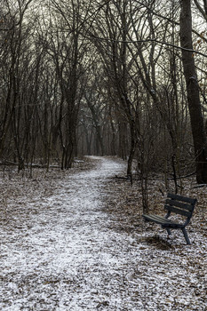 &nbsp; / This light snow in the woods brightened everything up