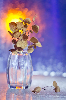 Гортензия на закате / Сухие цветы гортензии на закате
