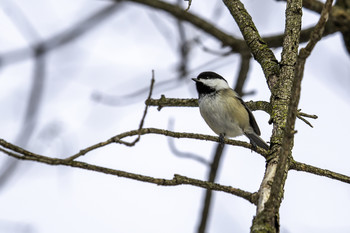  / This Black Capped Chickadee was singing its heart out up in the tree