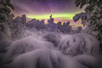 Морозная ночь / Снежный лес.