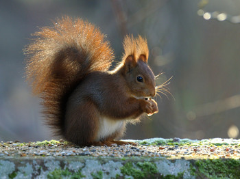 Солнечная белочка / Солнечная белочка