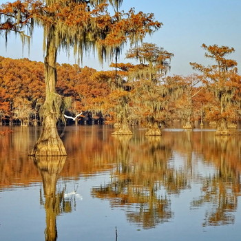 Кеддо / болотные кипарисы на озере Кеддо (Caddo), Техас, США