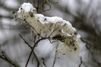 &nbsp; / This unique bundle of seeds was capped with a dusting of snow