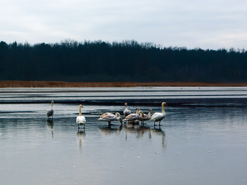Гуси- лебеди прилетели / Стая молодых лебедей на озере покрытом льдом,лес и небо