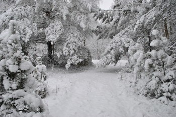 &nbsp; / Снежный день