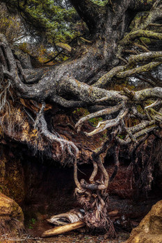 &nbsp; / This Sitka Spruce dubbed the &quot;Tree of Life&quot; is located in Kalaloch, Washington.. The ground beneath has been eroded by a stream underground at its base yet it has not fallen onto the beach.