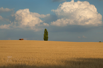 Облака над полем / Кучевые облака над полем овса. Летний зной, в ожидание грозы. 
Фотопроект «Открывая Ставрополье».