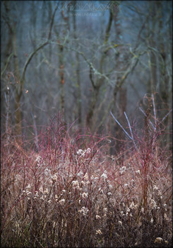 Forest Tales. III / Wild winter forest awakened by the Spirit of spring...
