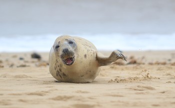 Привет от тюленя / Серый тюлень Сэмми (так в Англии называбт всех тюленей ) шлет вам привет и желает хорошего настроения