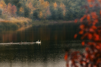 Осень и лебеди / осень