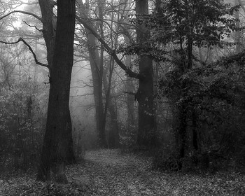 Туман в лесу / ***