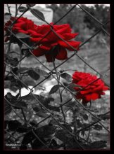 Грустные розы / Розы за забором