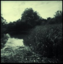 swamp / * * *