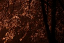 Тёплая зима / Приходилось ли вам наблюдать, как красивы заиндивевшие ветки в свете ночных фонарей?