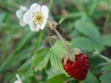Земляника / Съемка сделана фотоапаратом Sony DSC-F707