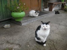 коты / :)***