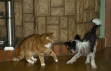 домашний Шао-линь / Люлька (стиль собаки) vs. Бублик (стиль кота)