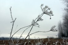 полетели, если б могли... / ...