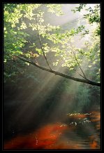 Про-свет / Fuji NPH 400/36. Раннее летнее утро у маленькой речки с красной, болотистой водой..