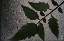 помидоровые дожди в д.Слобода / кетчуп - тоже  хорошо !