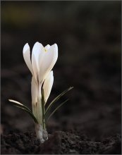 Цветок из будущего / Крокус - в наших теплых краях зацветет в марте 2009 г.