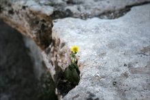 Жажда солнца / Одинокий цветок на каменных ступенях колизея...