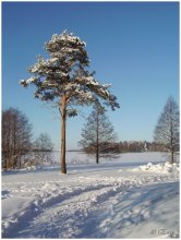 Сказки о Зиме... / Природа Литвы.