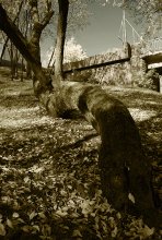 Старое дерево / устав под тяжестью времен клонится дерево к земле...
