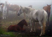 Лошади в тумане / http://www.annamariasats.com/ru/Photography.html
