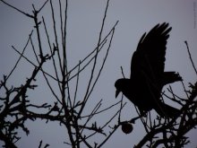 raven / Спонтанный кадр