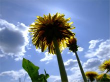 Flower Sun / необычная фотография