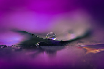 &nbsp; / Pluma recibe bien el agua.