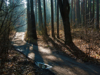Весенний путь / Теплое солнечное утро в лесу