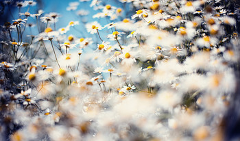 ..колышется белое море цветов... / ..такой кадр можно сделать, если упасть и погрузиться в глубины ромашкового поля..)))