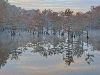 туманчики / болотные кипарисы ранним утром на озере Black Bayou Lake National Wildlife Refuge, Louisiana, USA