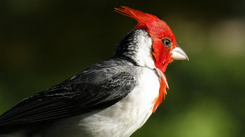&nbsp; / Red Crested Cardinal