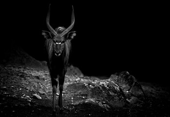  / dark