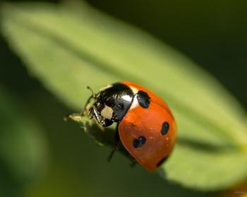 Надо-надо умываться!... / Семиточечная коровка (Coccinella septempunctata)