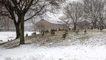 &nbsp; / This seemed to be a gathering of the clan of Canadian geese