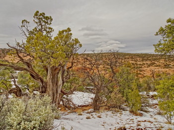 земля Навахо / сосновый лес наверху на плато Navajo National Monument, Arizona, USA