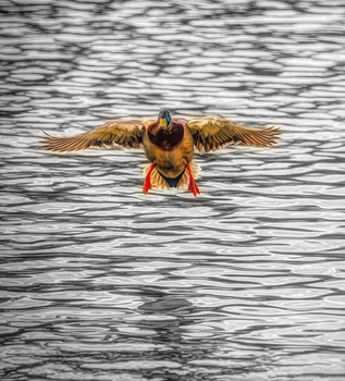 За мгновение до... / Селезень кряквы