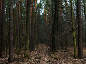 Лес / Предвесенний лес утром